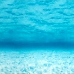 Display Paper 1.2m x 3.6m - Under the Sea